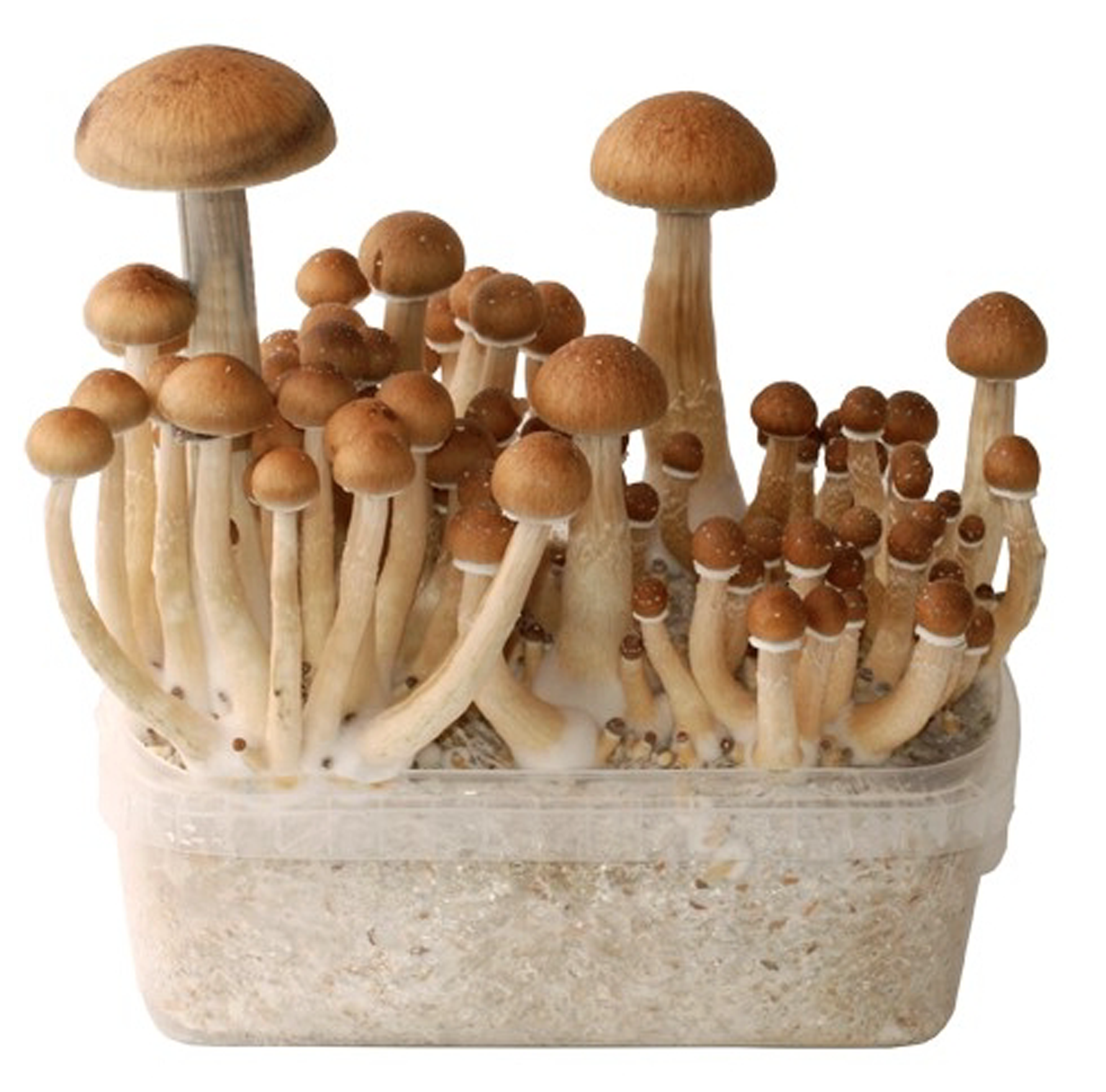 Edible-Mushroom-Grow-Kit-UK-01 Edible Mushroom Grow Kit – U AUS - Image 1